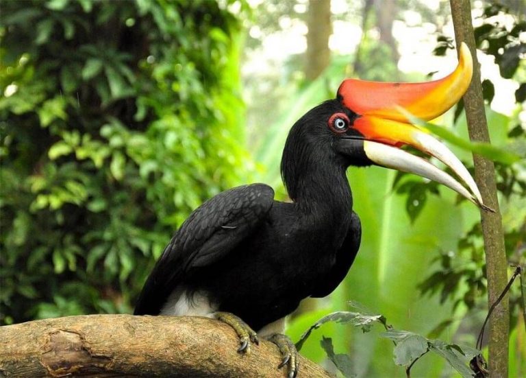 Ikon hutan Kaltim, Enggang Badak, bukan sekadar burung: lambang kesetiaan, petani hutan, simbol Dayak, kini terancam punah.
