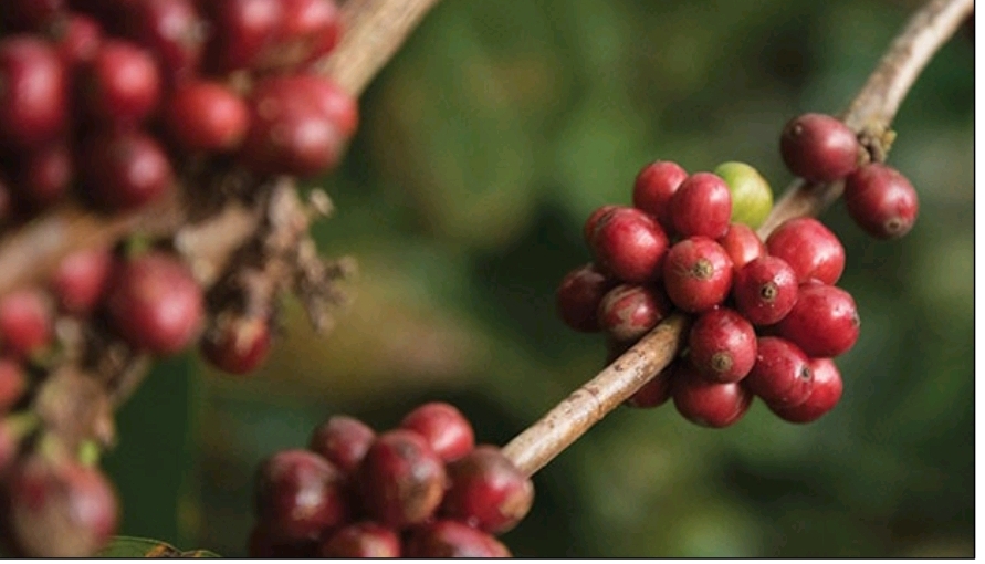 Buah kopi Liberika yang tumbuh di Sepaku, IKN. Jenis kopi ini dikenal berbiji besar dengan cita rasa khas dan berpotensi jadi ikon Nusantara. (FOTO: IST)