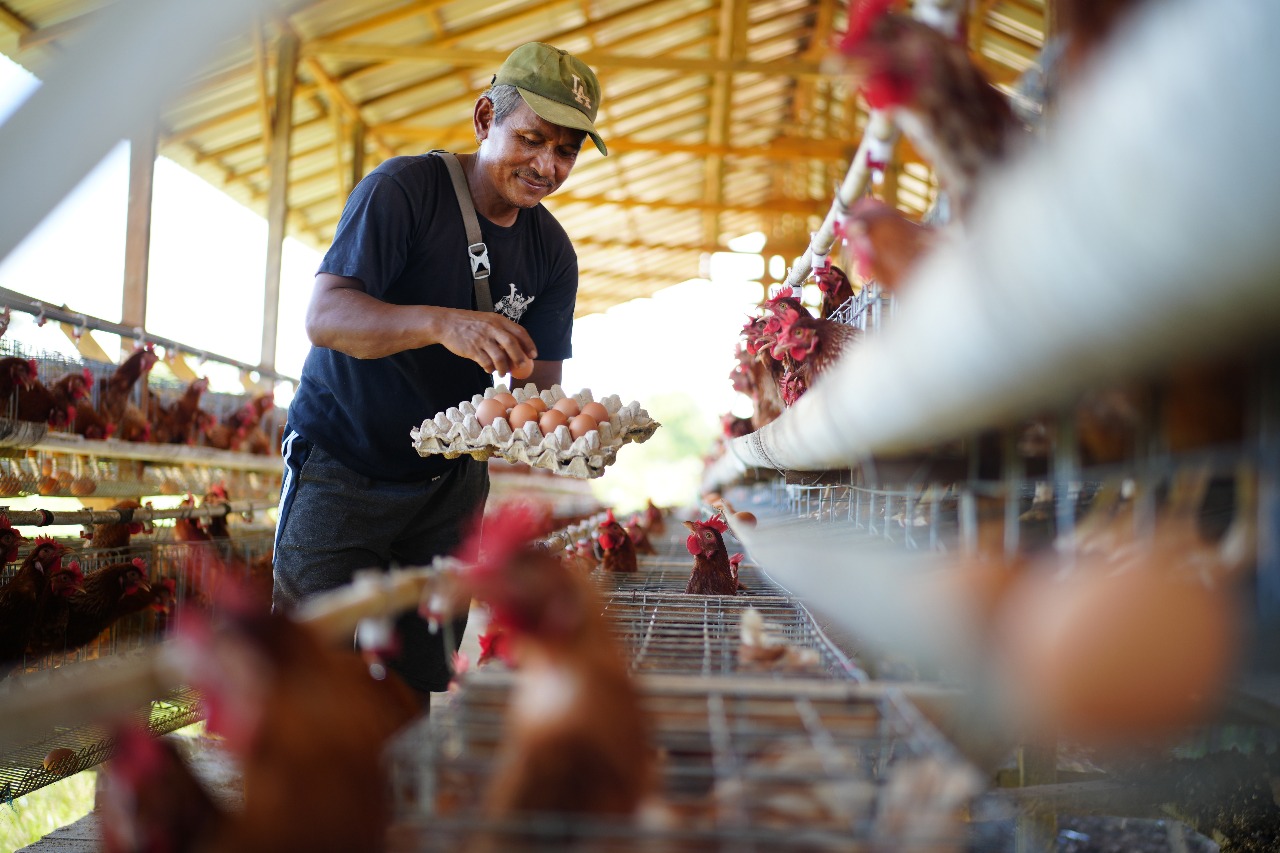 PRODUKTIF: Anggota Poktan Subur Makmur memanen telur secara rutin tiap hari di kandang seribu ayam.
