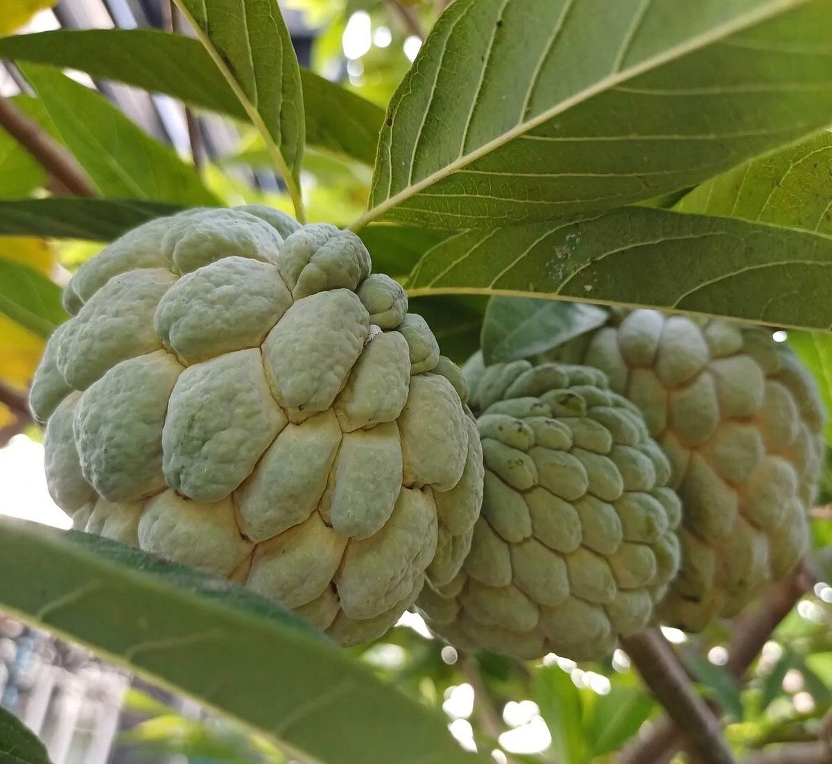 Buah nona yang sekilas mirip srikaya memiliki kaya manfaat.