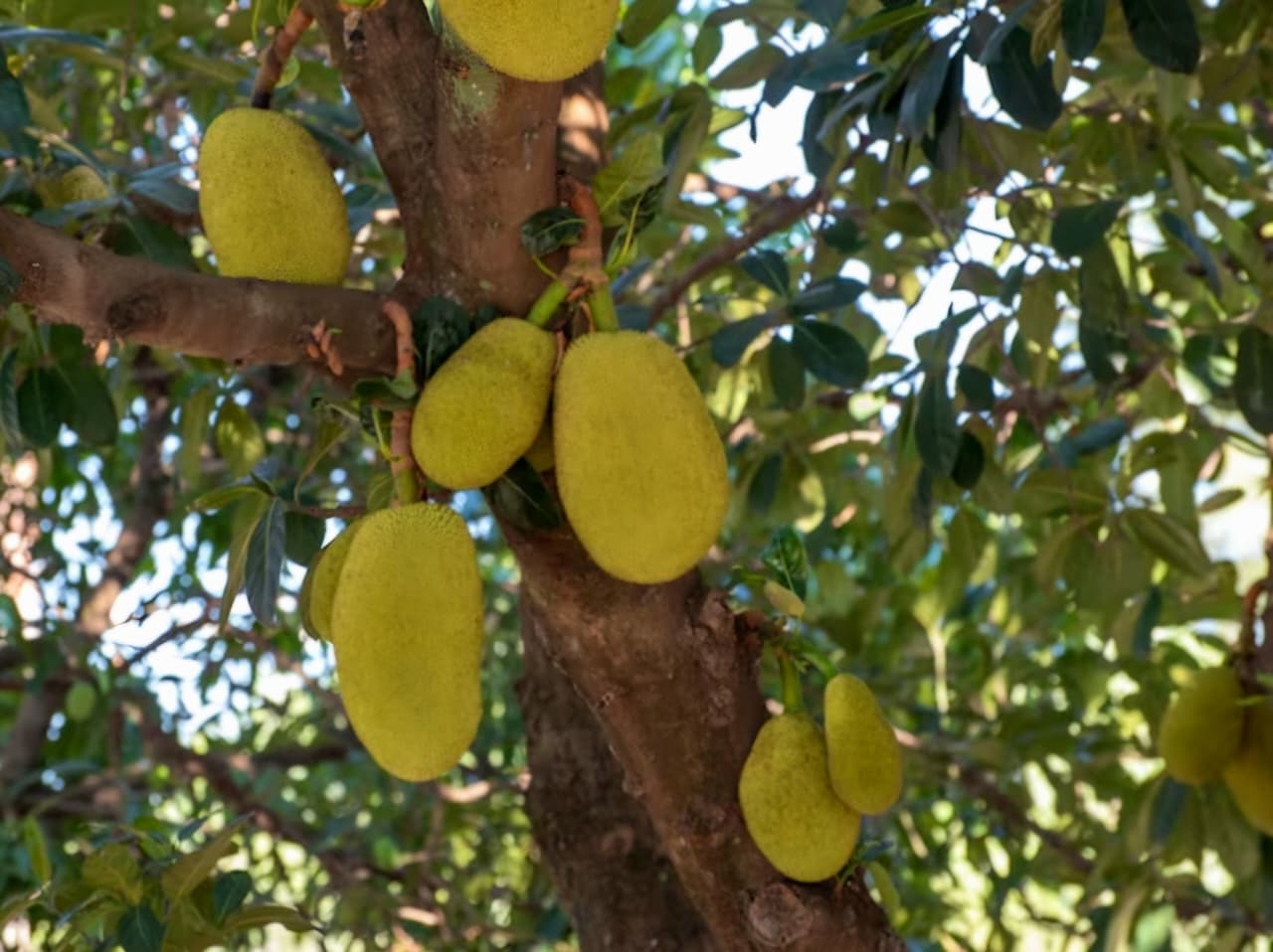 UNGGULAN: Produksi nangka di Kaltim sepanjang 2024 tercatat 25,21 ribu ton. Lebih dari dua kali lipat dibandingkan tahun sebelumnya yakni 11,84 ribu ton.