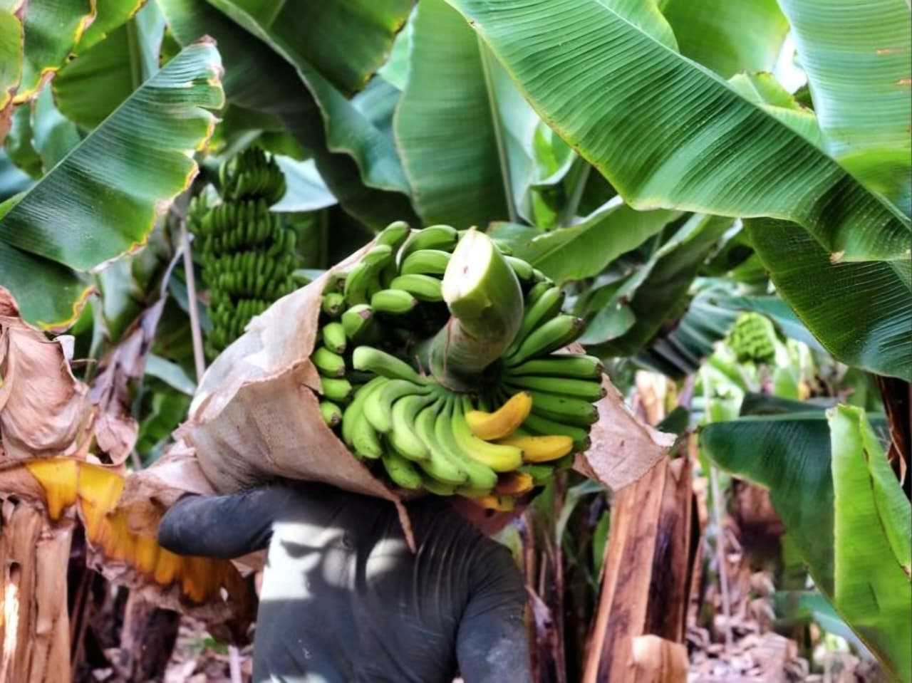 SEPARUH: Produksi pisang di Kutai Timur berkontribusi 55,53 persen dari total se-Kaltim. Masih jadi yang terbanyak dibandingkan komoditas buah lainnya.