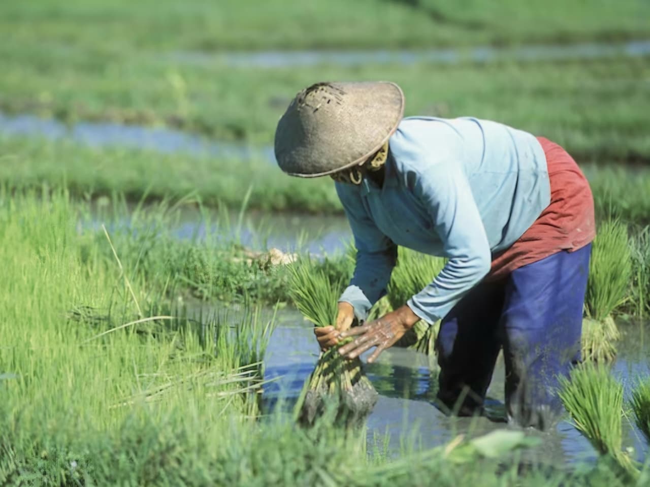 POSITIF: Indeks harga yang diterima petani pada Agustus naik 1,62 persen dibanding Juli. Petani masih menikmati tren positif dari hasil produksi mereka.