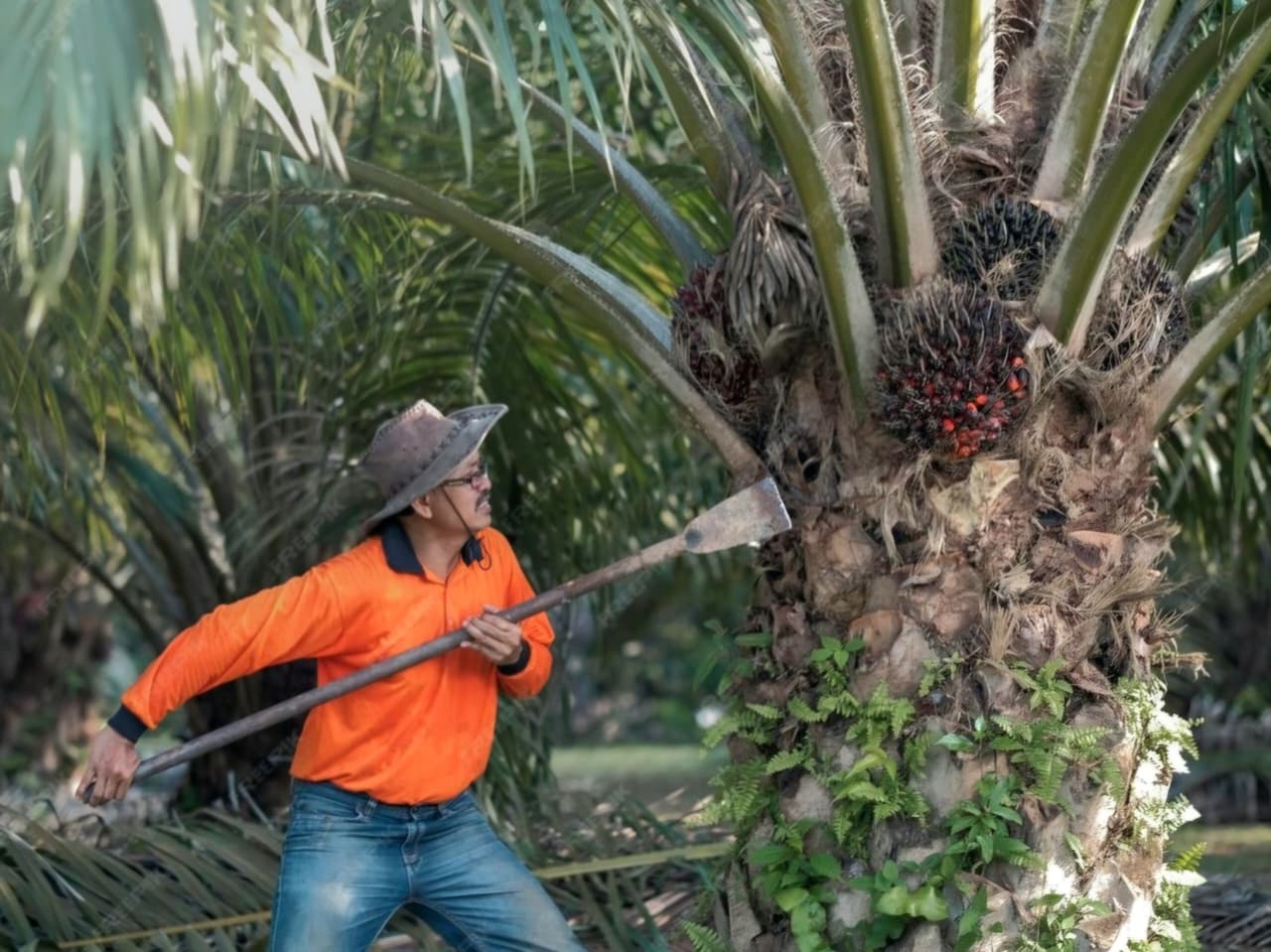 SIGNIFIKAN: NTP Perkebunan Rakyat (NTPR) pada Agustus naik 3 persen terhadap bulan sebelumnya. Menjadikan subsektor perkebunan rakyat mengungguli subsektor lainnya.