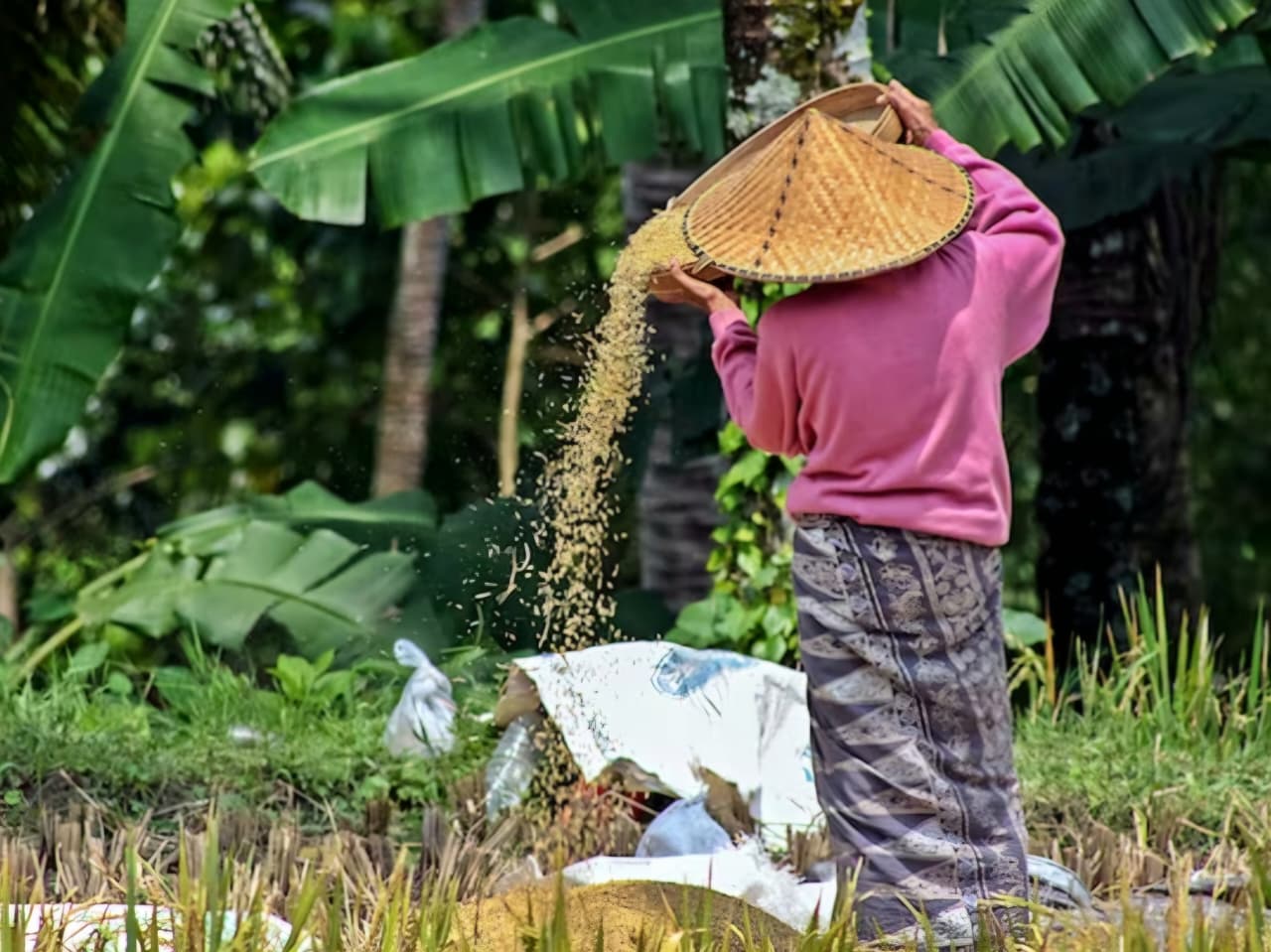 PRODUKSI: NTUP Agustus tercatat naik, menandakan daya tawar petani dalam menjual hasil produksi lebih kuat dibandingkan beban biaya produksinya.