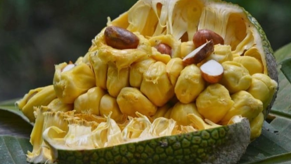 Buah cempedak yang bisa diolah menjadi berbagai makanan. (Ist)