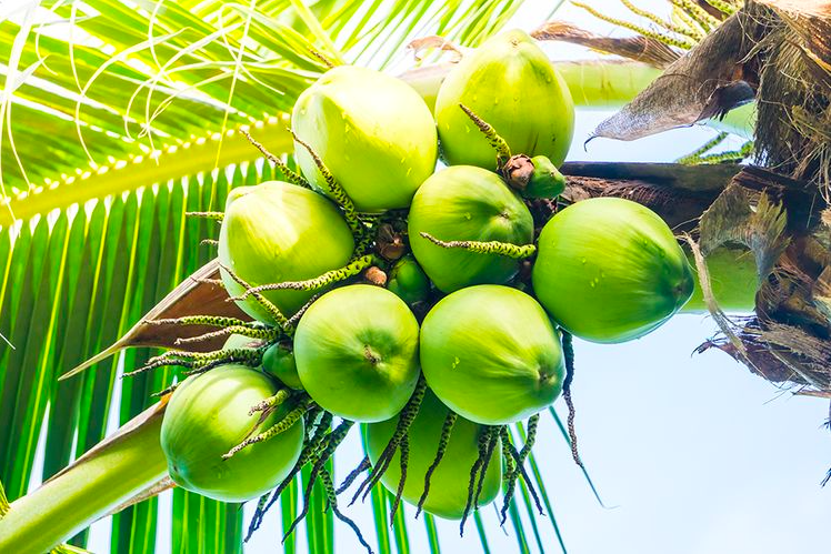 Kelapa hijau