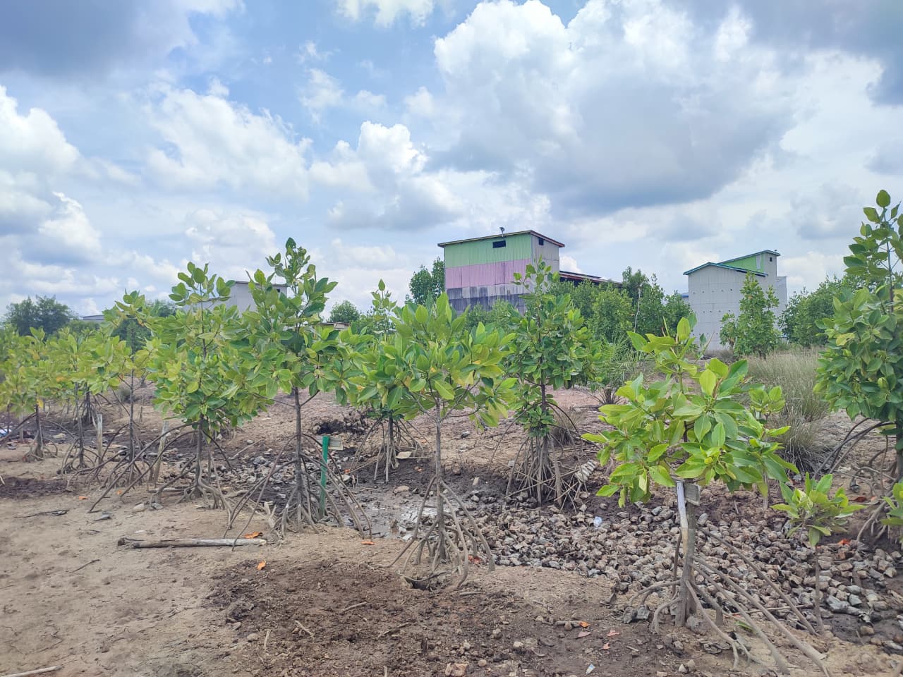INOVASI: Desa Muara Adang akan mencoba menanam mangrove di lahan budidaya tambak warga pada 2025.