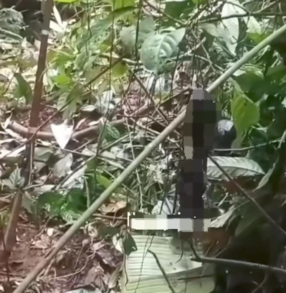 DIBURU: Potongan tubuh berupa tangan yang terekam dalam video viral di Instagram, diduga milik orangutan.