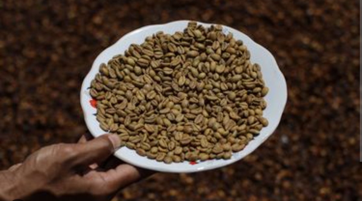 Biji kopi Liberika. Komoditas ini dinilai punya cita rasa khas dan berpotensi jadi andalan baru perkebunan daerah. (FOTO: IST)