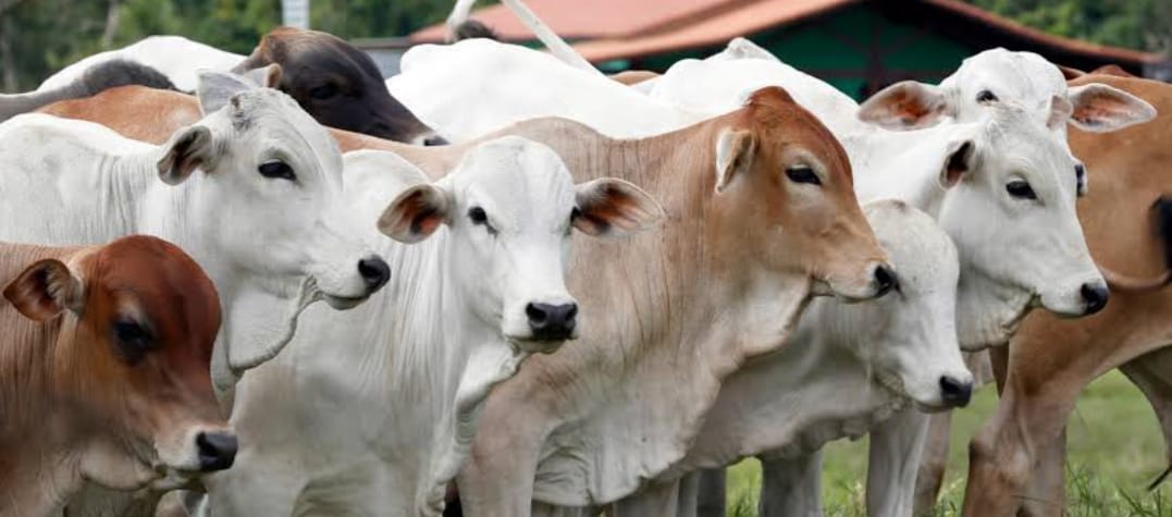 Populasi sapi di Kaltim masih jauh dari ideal menuju swasembada pangan hewani. (ILUSTRASI)