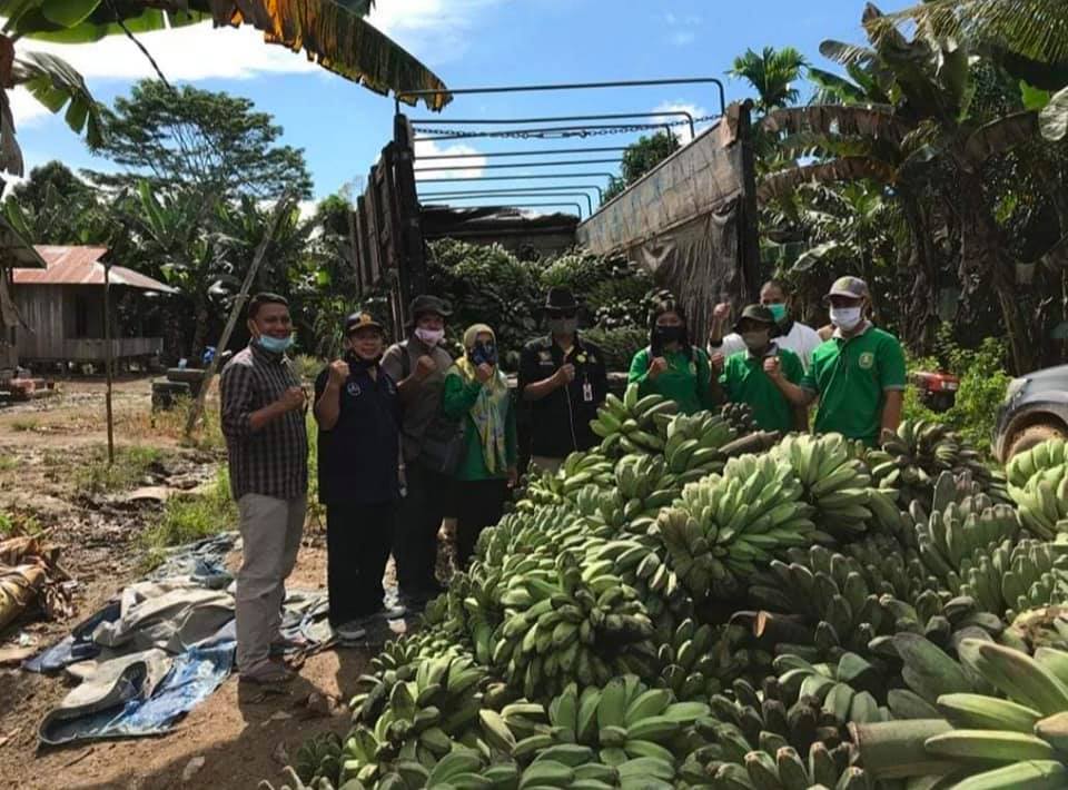 KOMODITAS PERTANIAN: Pisang kepok grecek dari Kecamatan Kaubun dan Kaliorang siap untuk diekspor.