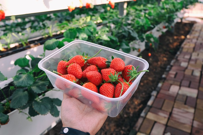 Ilustrasi kebun strawberry lokal, siap untuk dikonsumsi.