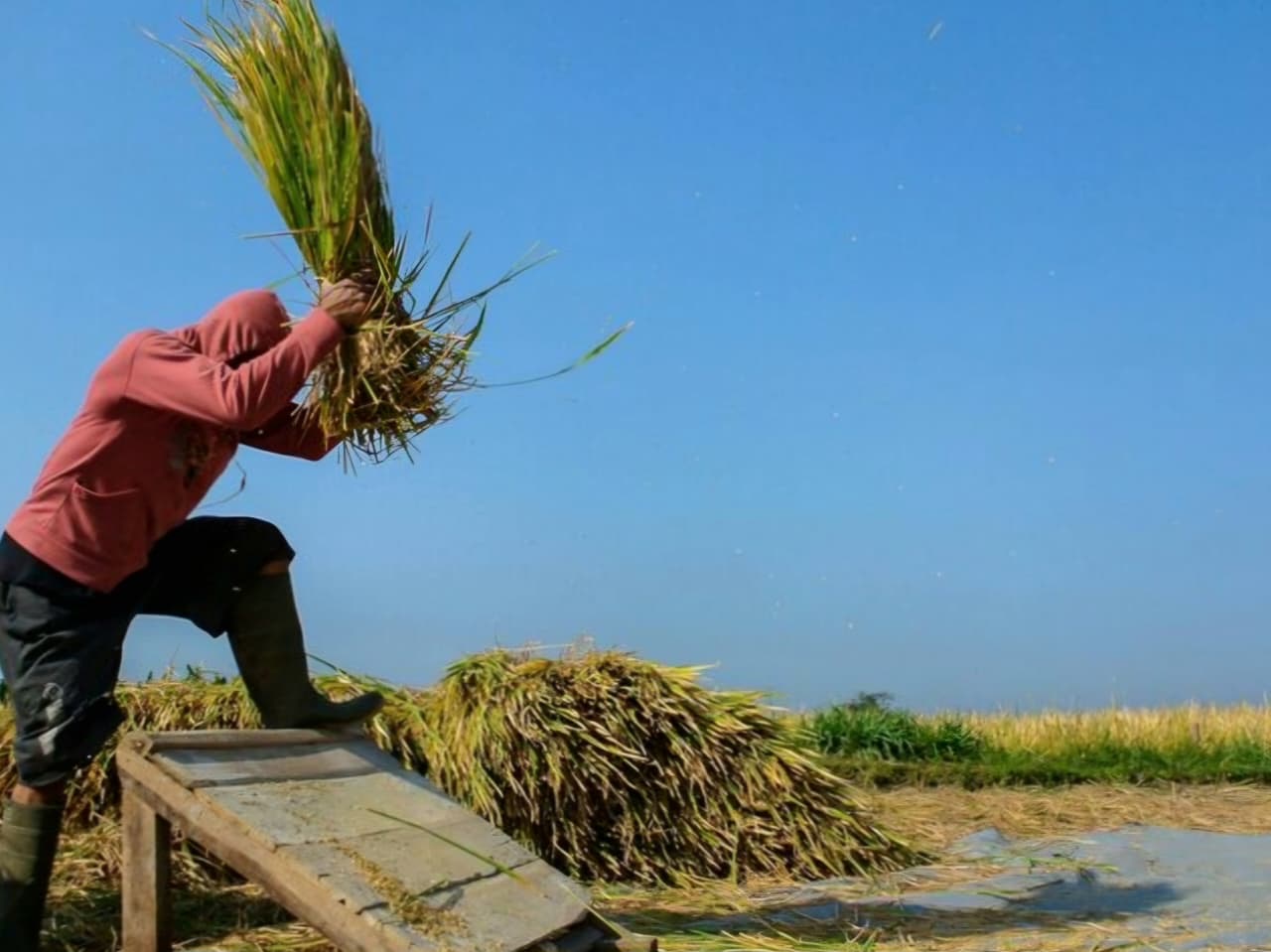 Menurut sektor, nilai ekspor pertanian alami penurunan terdalam hingga 43,36 persen pada Agustus 2025. Hanya catatkan nilai USD1,45 juta, dan jadi yang terdalam selama beberapa bulan terakhir.