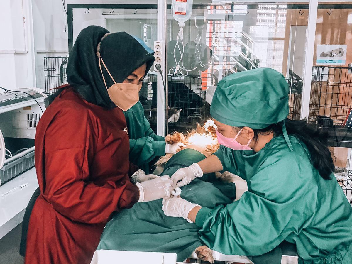 KEPERCAYAAN: Sejak klinik berdiri 2018 lalu, drh Intan sudah menangani banyak hewan rescue. Mulai kasus kecelakaan hingga penyakit kulit yang terbanyak, serta penyakit lainnya.