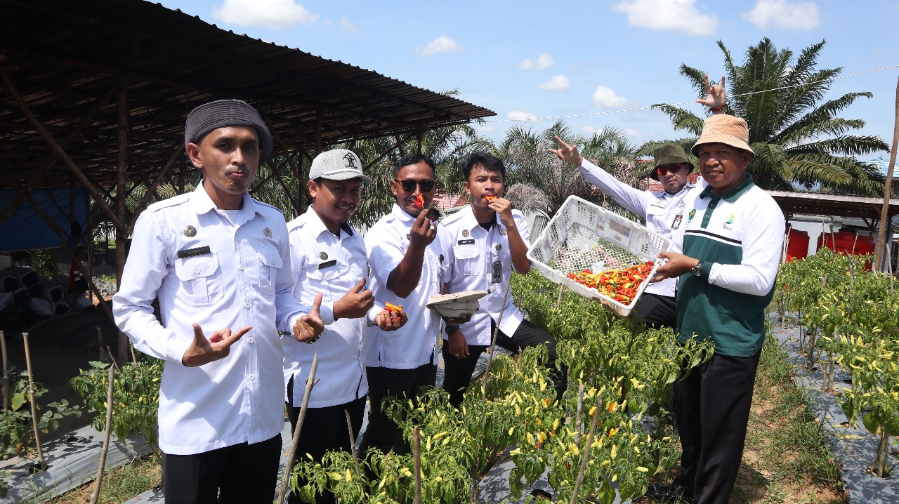 BERHASIL: Program asimilasi warga binaan Rutan Tanah Grogot di bidang pertanian menghasilkan panen cabai puluhan kilogram.
