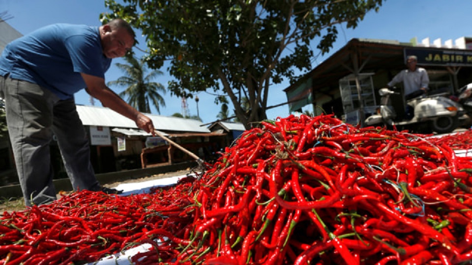 ANJLOK: Awal pekan ini harga cabai merah besar di PPU turun melebihi 15 persen.(ist)