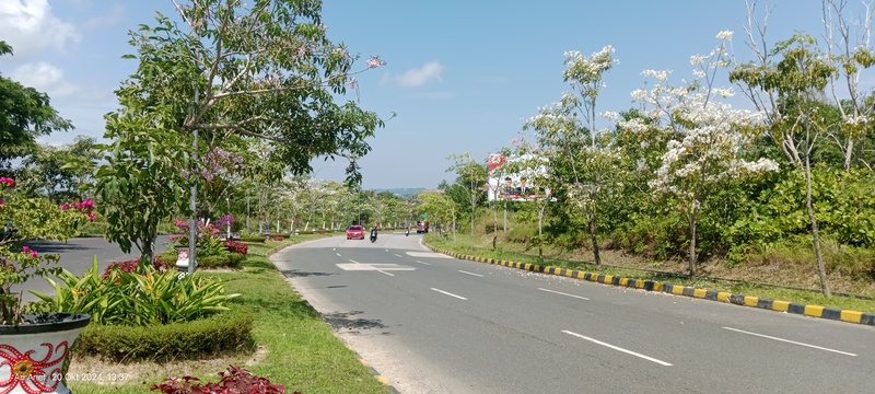PESONA SAKURA: Tabebuya ditanam Disperkimtan PPU 2019 kini mekar untuk kali ketiga. Pesonanya menyulap kawasan di jalan tersebut jadi mirip Negeri Sakura, Jepang.