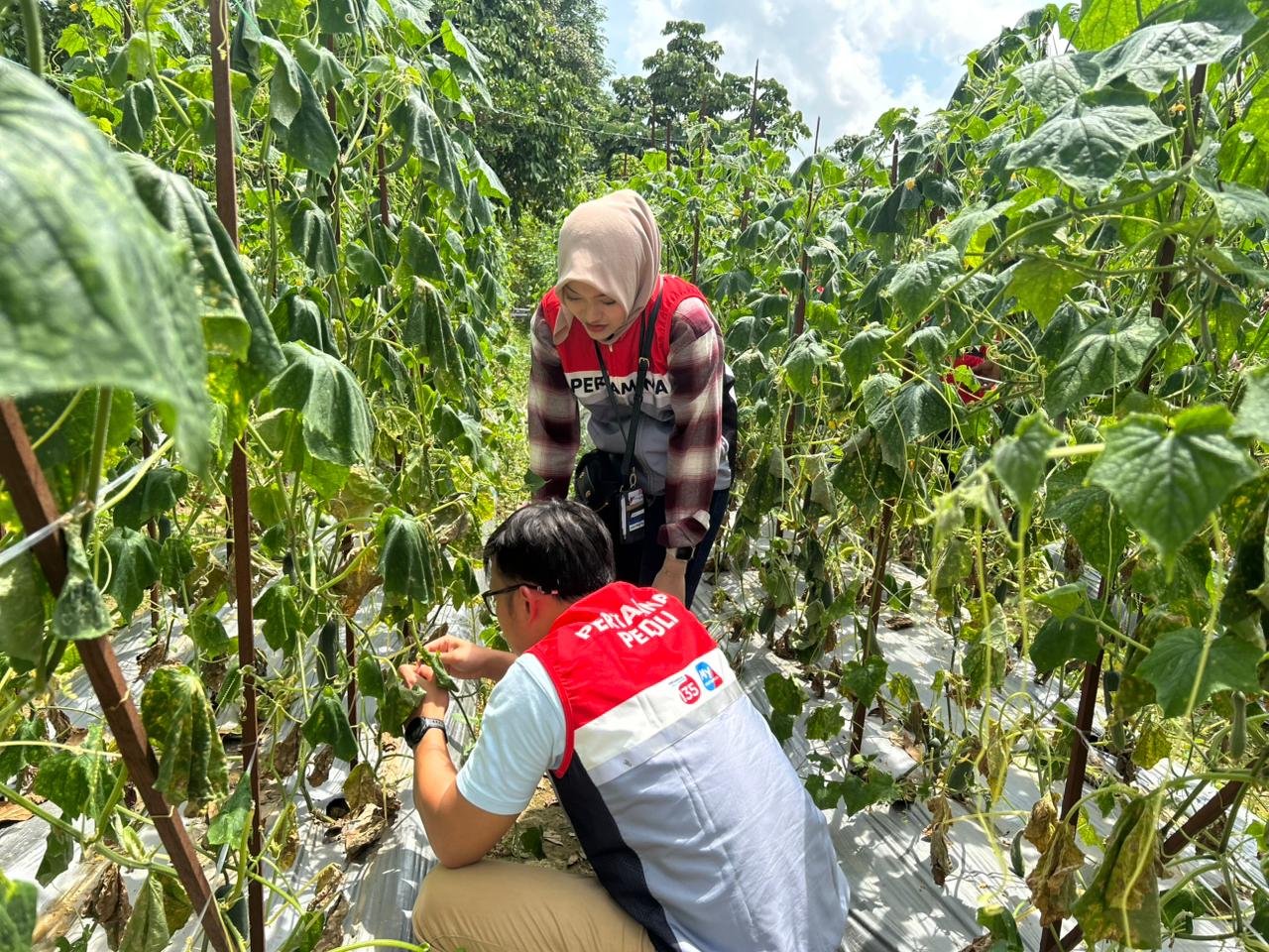 INOVASI: Melalui pembinaan PT Pertamina Gas Operation Kalimantan Area (OKA), limbah hewan disulap menjadi produk pupuk dan membuat petani di Desa Karya Jaya lebih produktif.