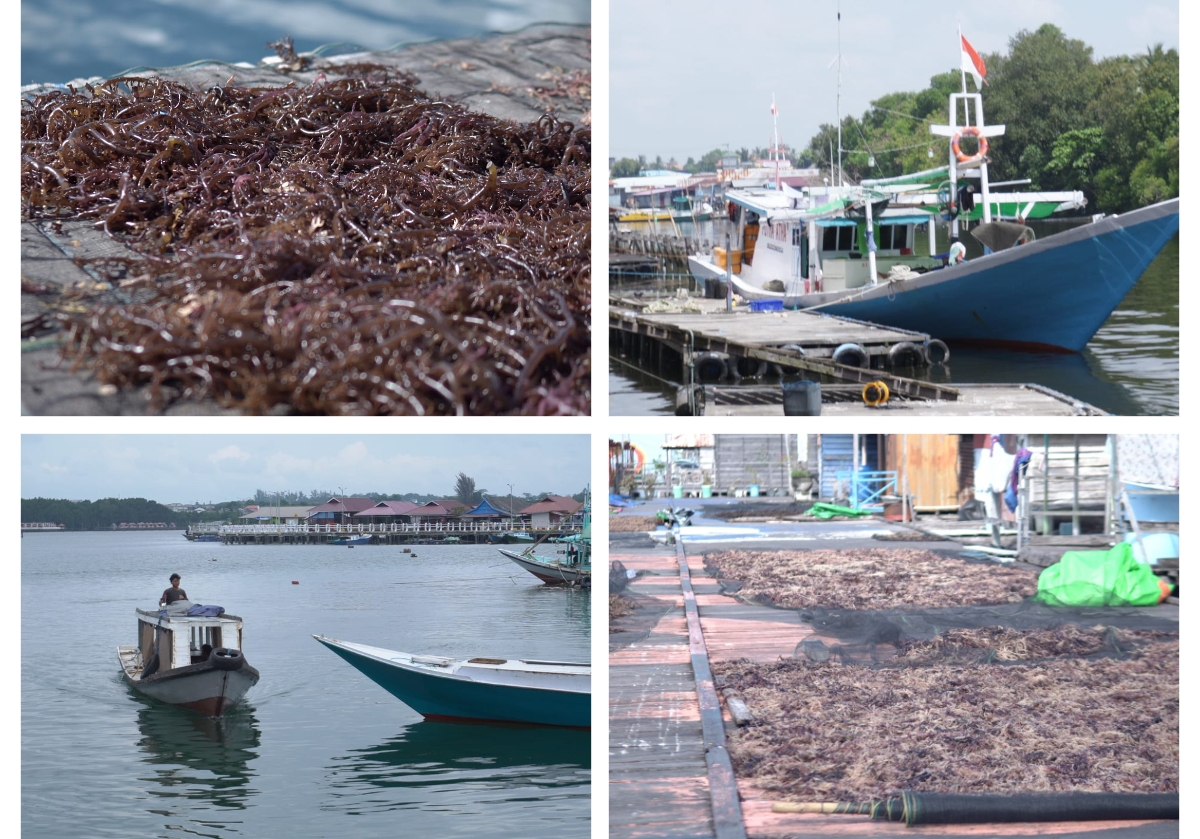 Komoditas rumput laut menjadi salah satu fokus hilirisasi yang diprioritaskan Pemkot Bontang melalui DPMPTSP. (FOTO: IST)