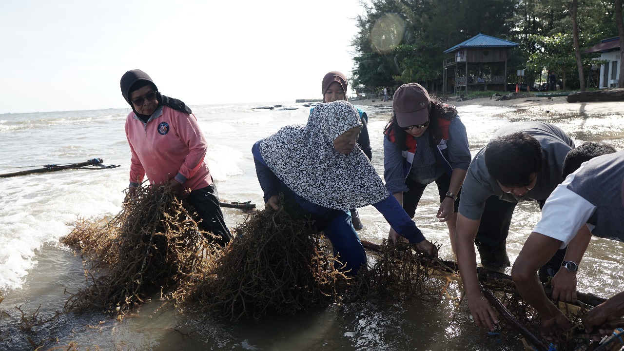 BUDIDAYA RUMPUT LAUT: Melalui Program Bubuhan Lautera Pertamina Patra Niaga berharap dapat menjaga keberlanjutan sumber daya laut sekaligus memperkuat kesejahteraan masyarakat pesisir di Balikpapan