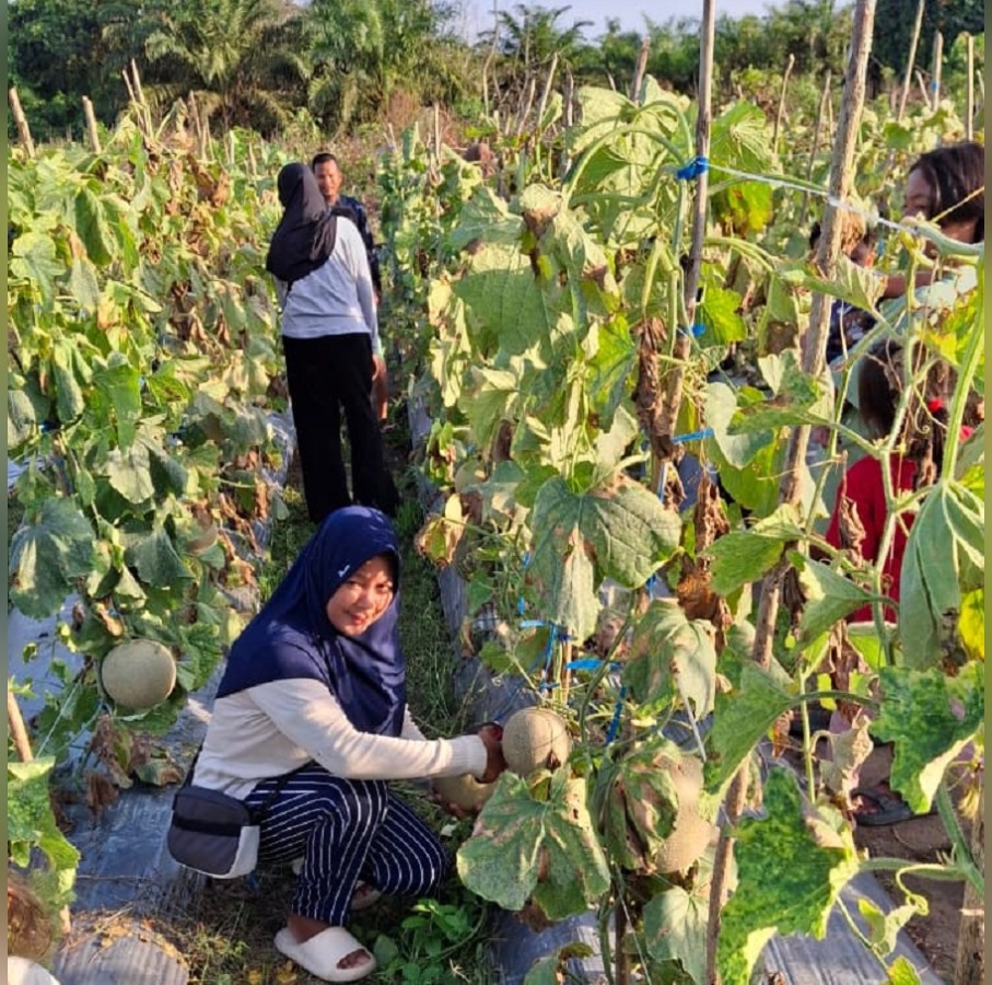 WISATA PETIK BUAH: Pengunjung memetik melon langsung di kebun milik BUMDes Sesulu, Waru, Penajam Paser Utara. Panen raya perdana ini menghasilkan sekitar 10 ton melon premium dan dibuka untuk umum.