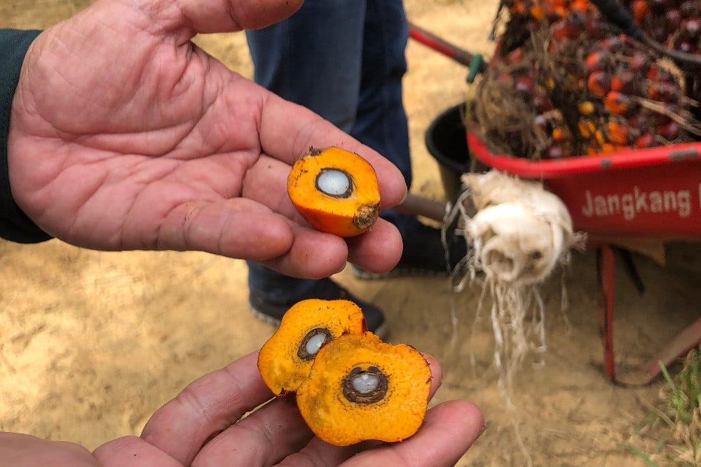 Buah kelapa sawit yang telah dibelah