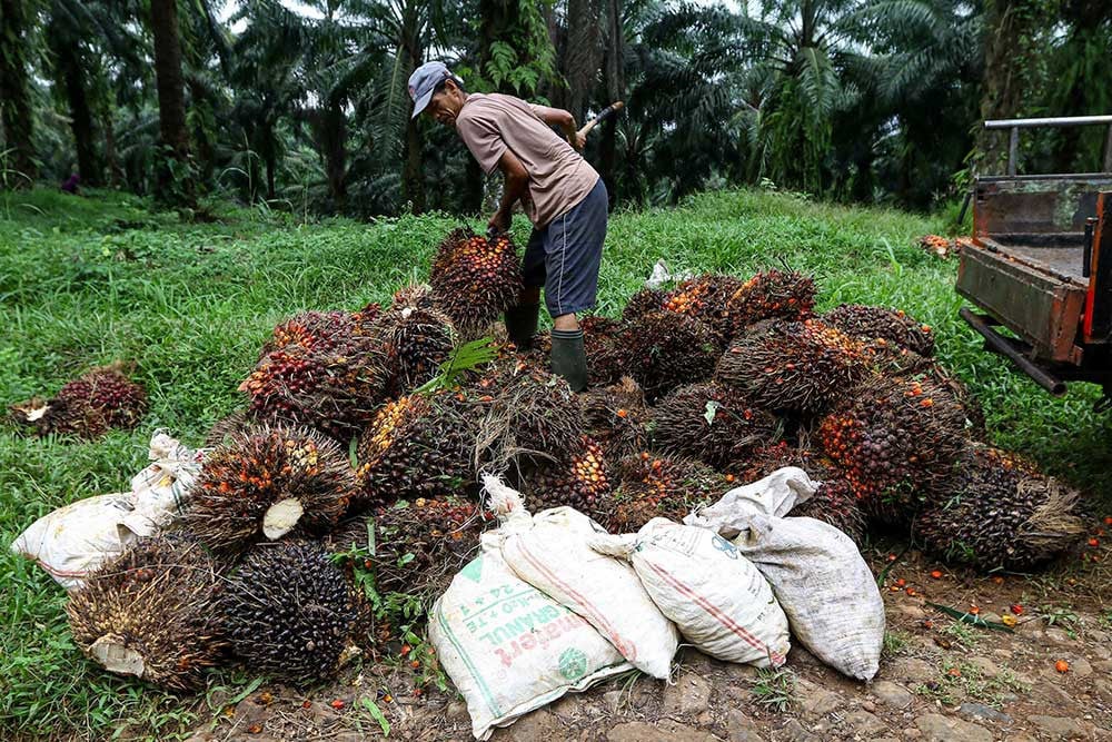 NAIK: Pekerja kelapa sawit saat menaikkannya buah tersebut ke dalam sebuah angkutan.