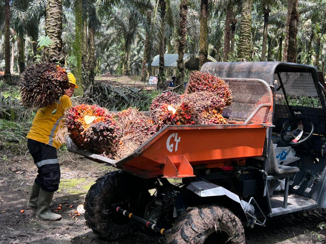 Pengangkutan TBS menggunakan kendaraan operasional di kebun Astra Agro Lestari sebagai bagian dari sistem panen efisien dan berkelanjutan. (Ajie Chandra/KP)