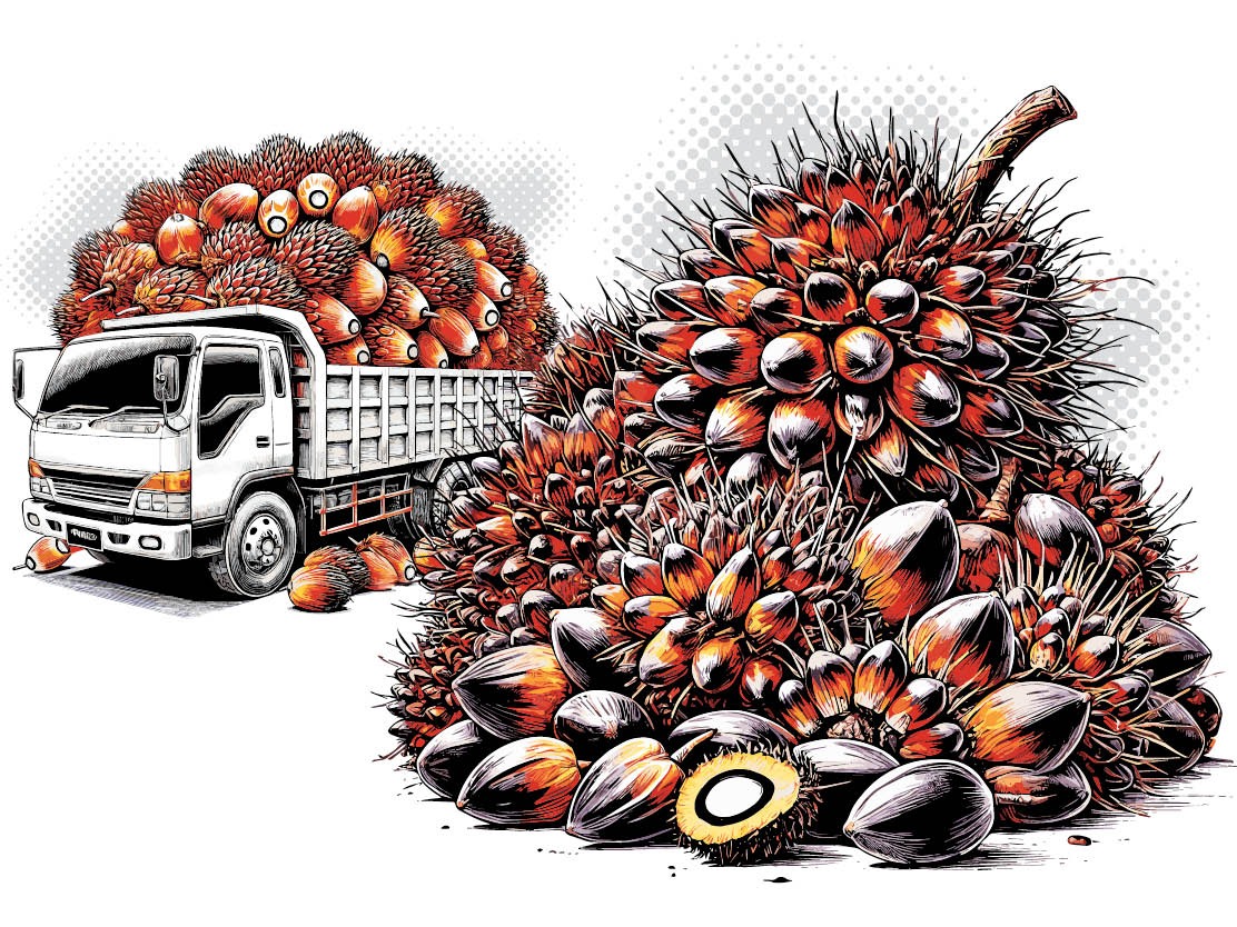 Ilustrasi sawit