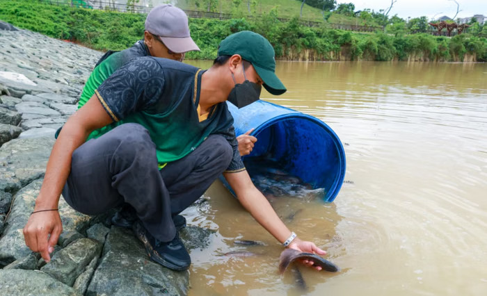 TABUR: Penaburan bibit ikan pada kolam yang ada di IKN.