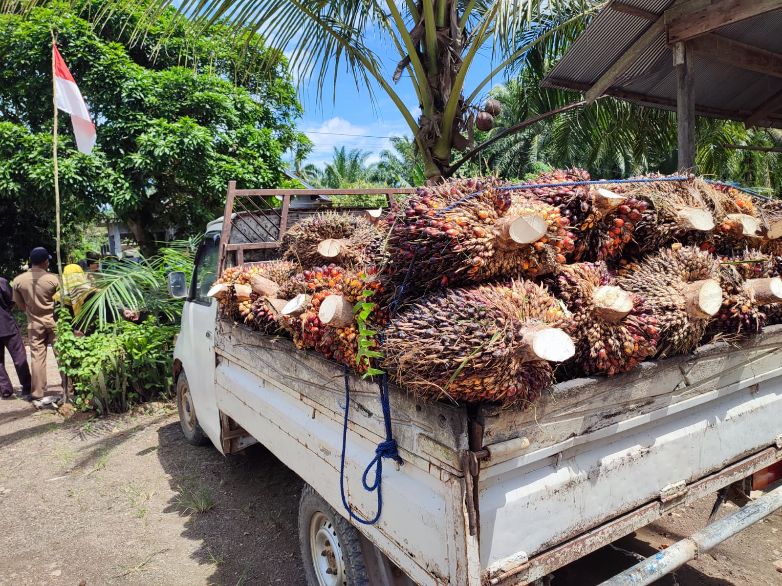 Perkebunan kelapa sawit masih jadi andalan ekonomi masyarakat Paser selain batu bara.  &nbsp;