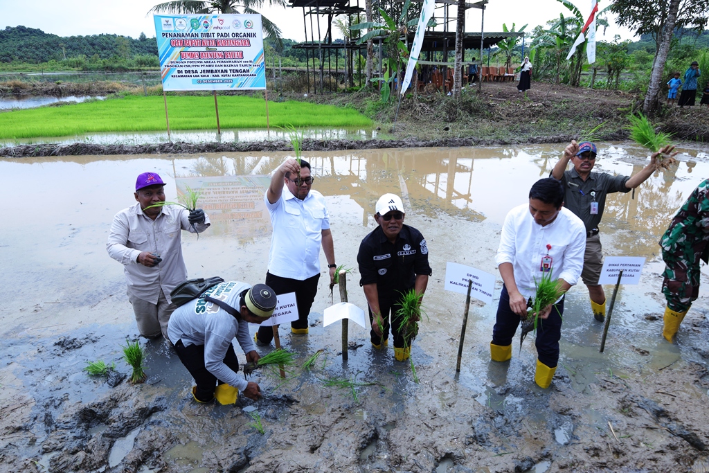 Bupati Kukar Aulia Rahman Basri turut menanam bibit padi organik di Desa Jembayan Tengah, Kecamatan Loa Kulu.