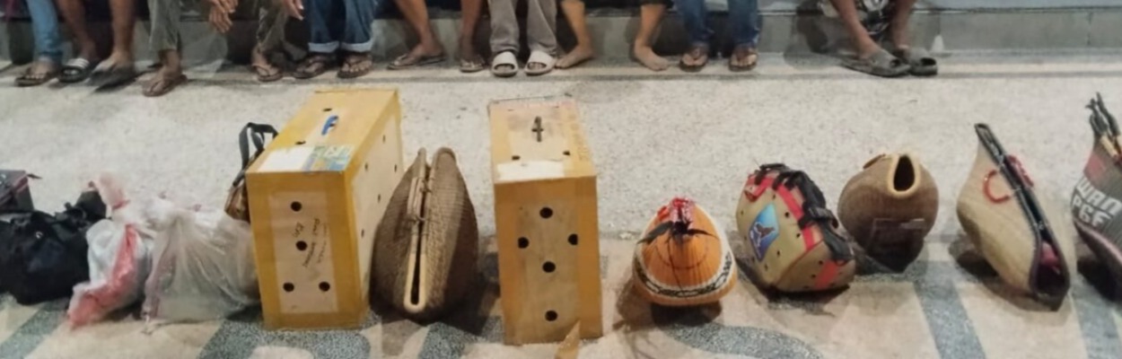 SABUNG AYAM: Belasan ekor ayam jago diamankan di markas Polresta Balikapapan termasuk sejumlah pria yang kini sedang dilakukan pendataan keterlibatan judi.