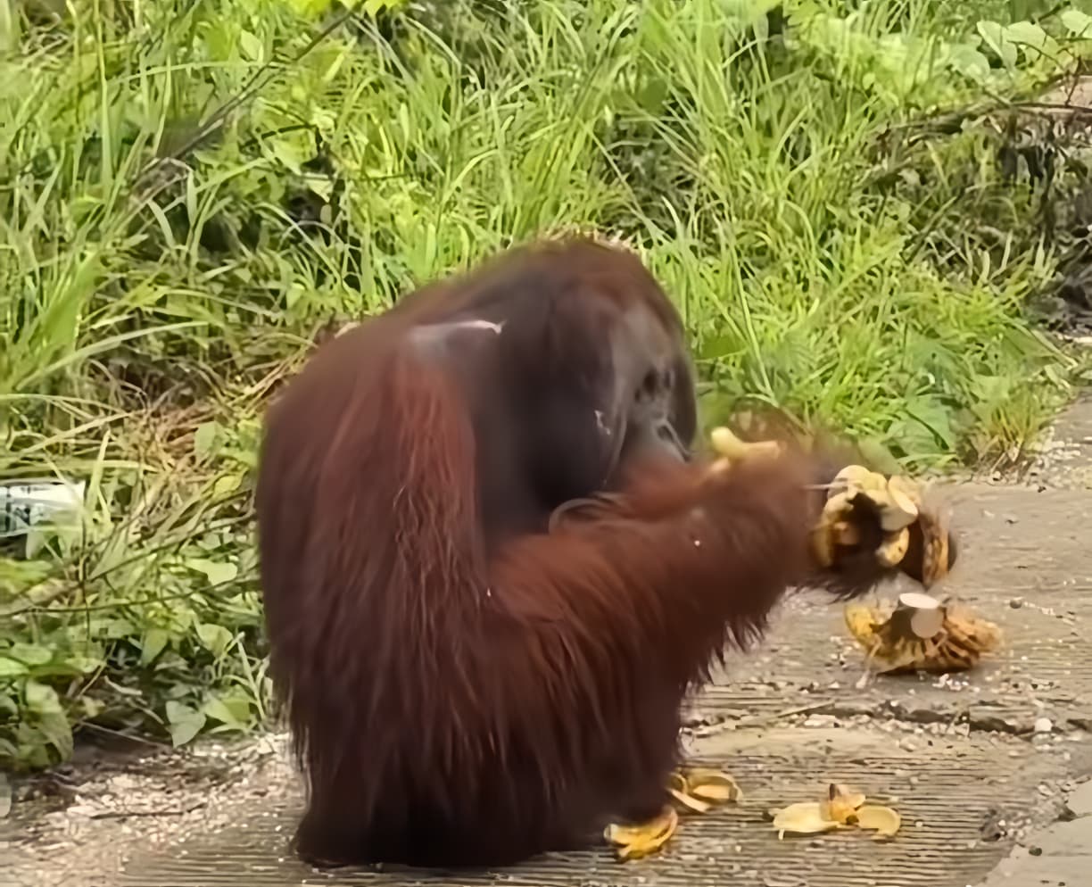 TELUSURI: Seekor orangutan tampak memakan pisang yang diberikan pengendara saat melintas di Jalan Poros Bengalon&ndash;Kaliorang, Kamis (11/12).