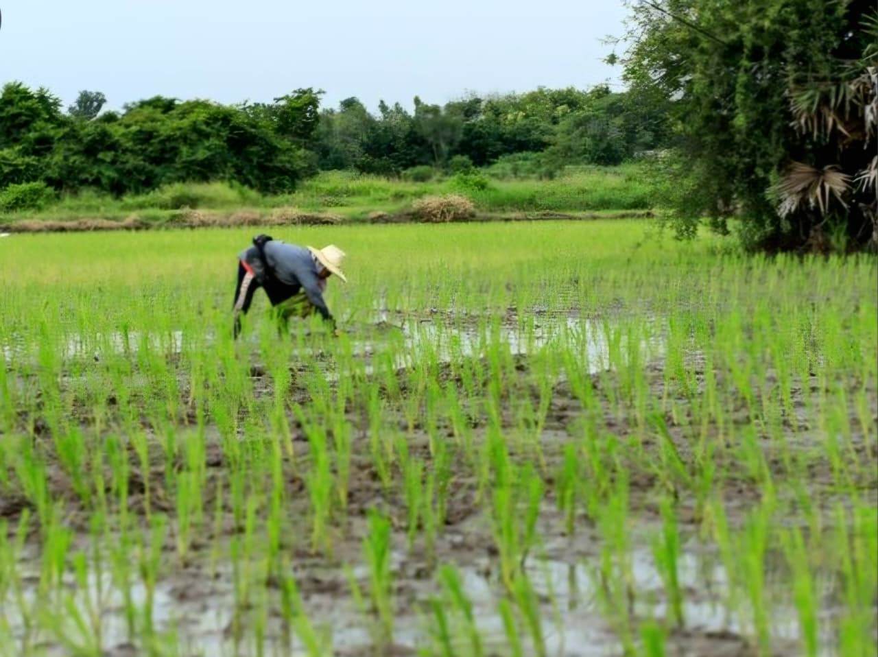 KENAIKAN: Indeks Harga yang Diterima Petani (It) naik 184,17 meski secara bulanan turun tipis.