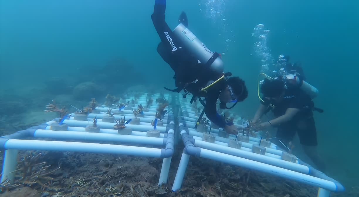 JAGA EKOSISTEM: Pemuda dan Pokdarwis Nusa Bale melakukan transplantasi terumbu karang di perairan Pulau Miang, Kutim, untuk menjaga ekosistem bawah laut.