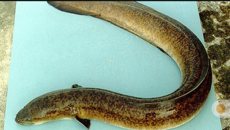 Ikan sidat menjadi sumber omega 3 tertinggi, mengalahkan salmon dan gabus. (Foto ist)