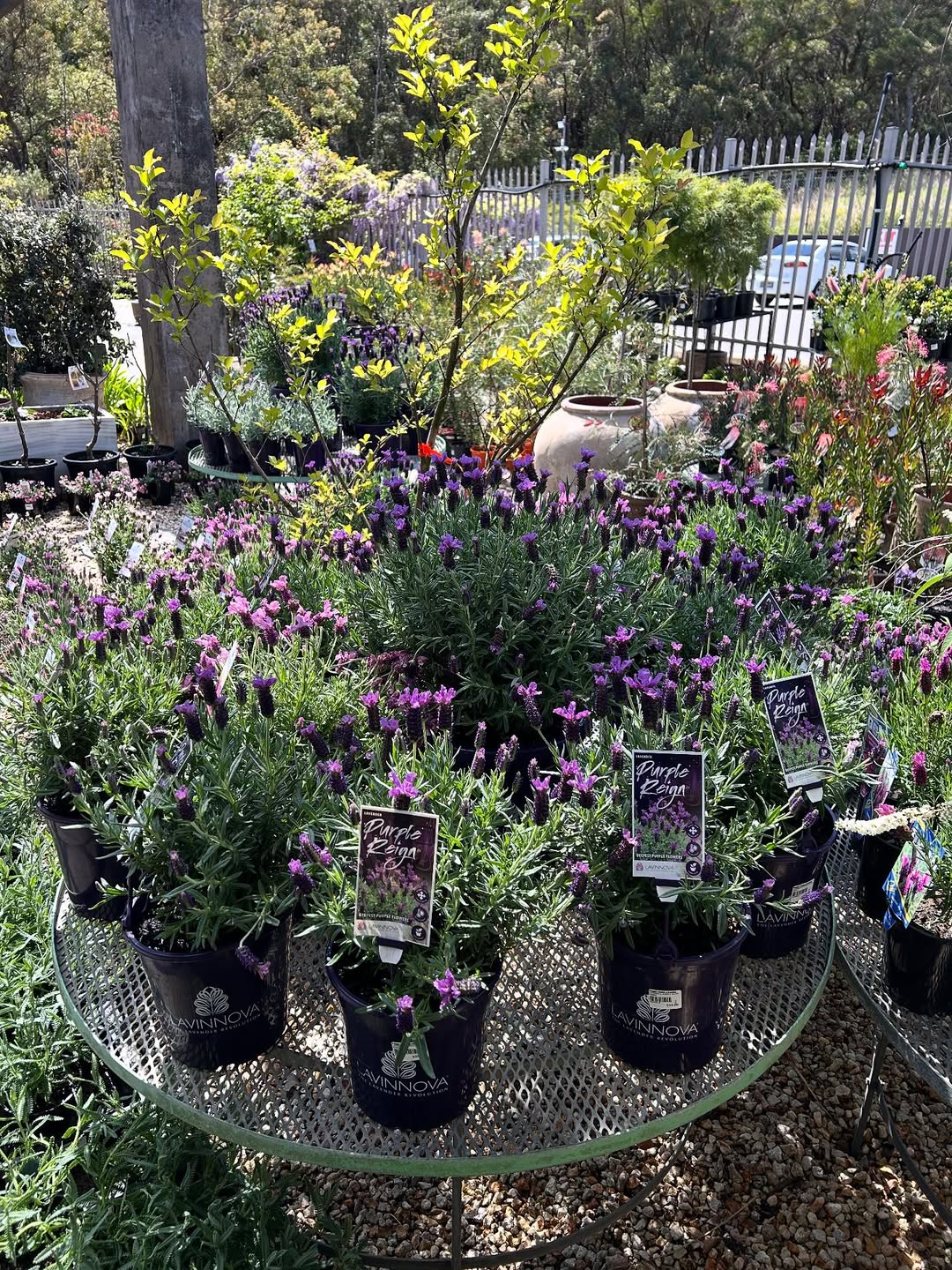 TAK DISUKAI: Lavender, salah satu tanaman yang tidak disukai oleh ayam.