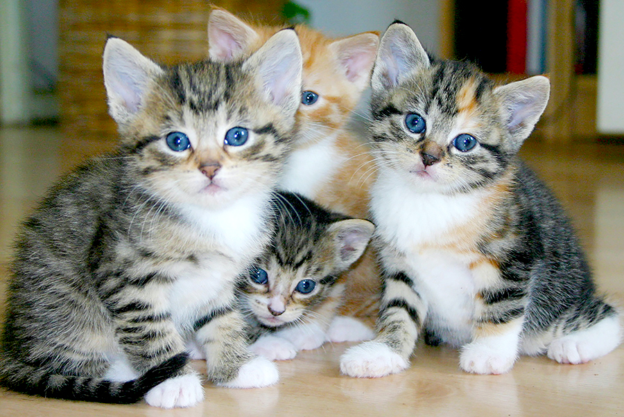 Kucing rumahan.