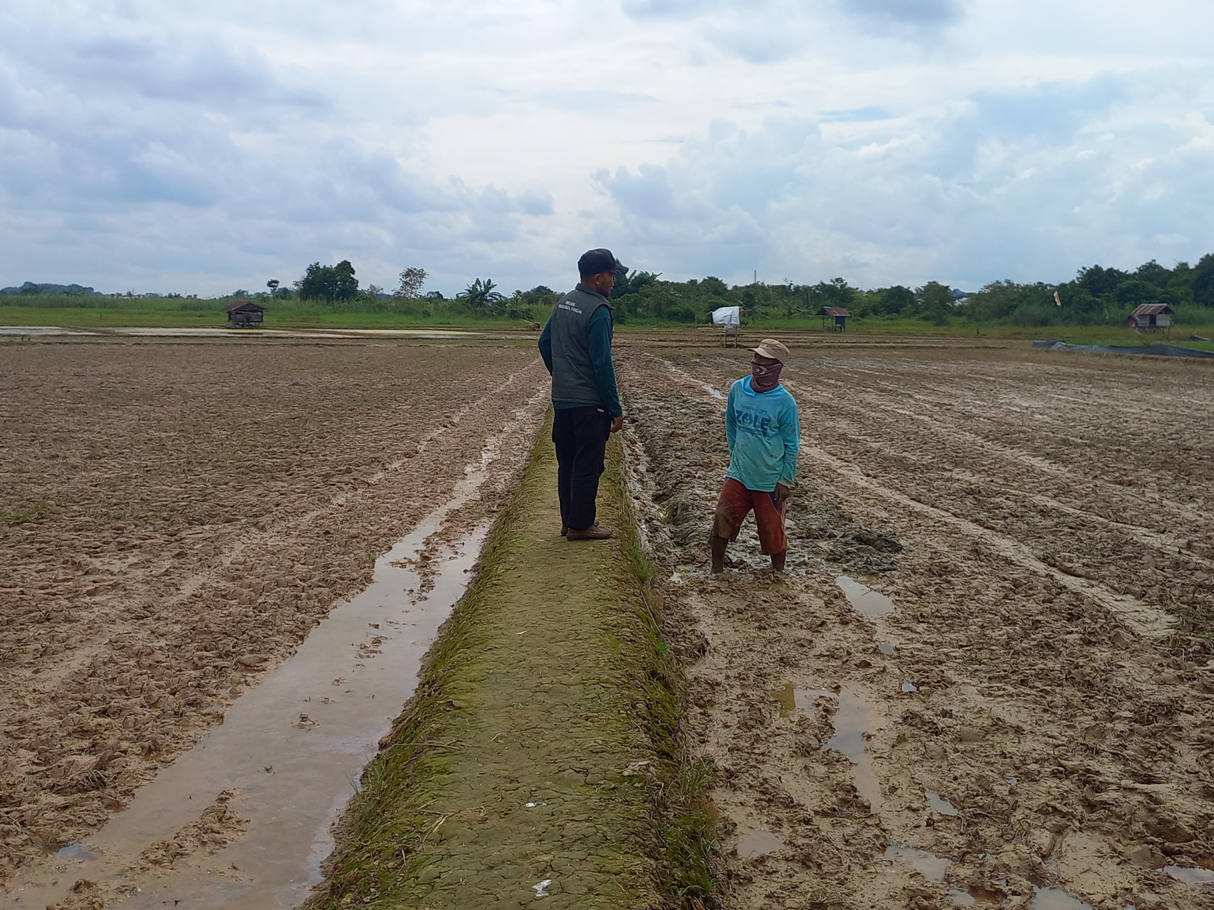 Dalam dua musim tanam 2025, sawah di kawasan Betapus terendam. Dua kali tanam, dua kali pula hasil tak sesuai harapan. Pada musim kedua, padi sempat dipanen, namun produktivitasnya anjlok drastis.