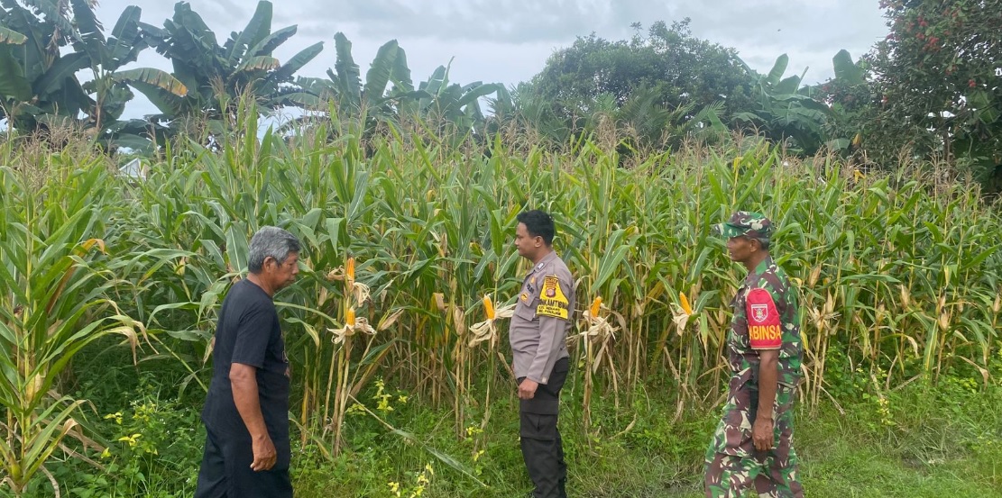JAGUNG: Polres PPU menyulap lahan dengan tanaman jagung untuk mendukung ketahanan pangan nasional.