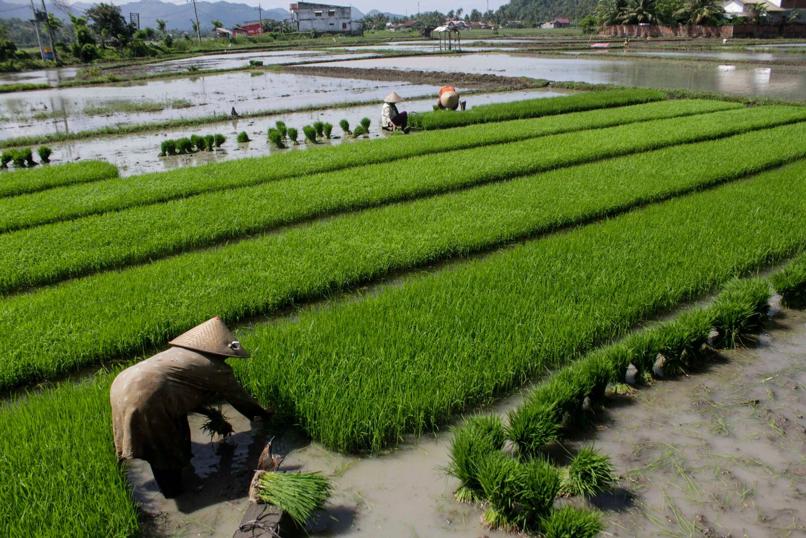 Ilustrasi pertanian padi sawah.