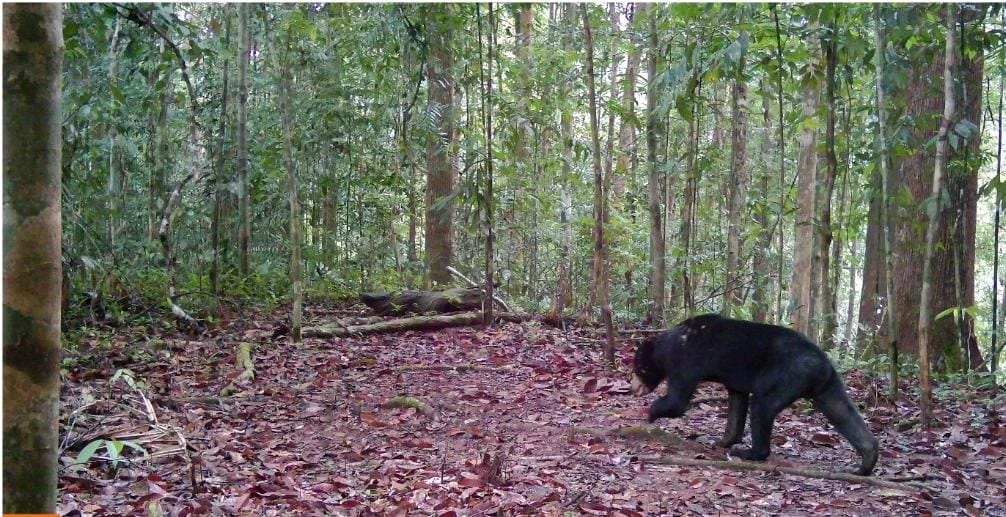 HABITAT: Kamera jebak menangkap potret Beruang Madu di bentang alam Wehea-Kelay