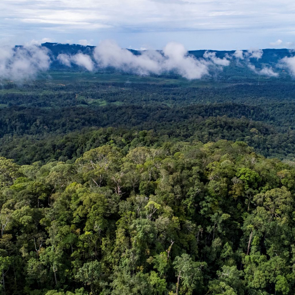 Hutan di Mahakam Hulu