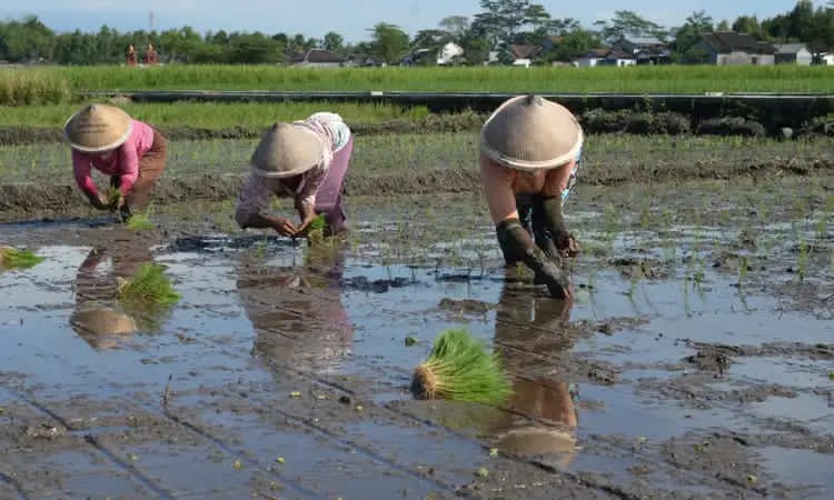 Petani PPU tidak menjual seluruh gabahnya kepada Bulog karena untuk memenuhi kebutuhan petani sendiri.  &nbsp;