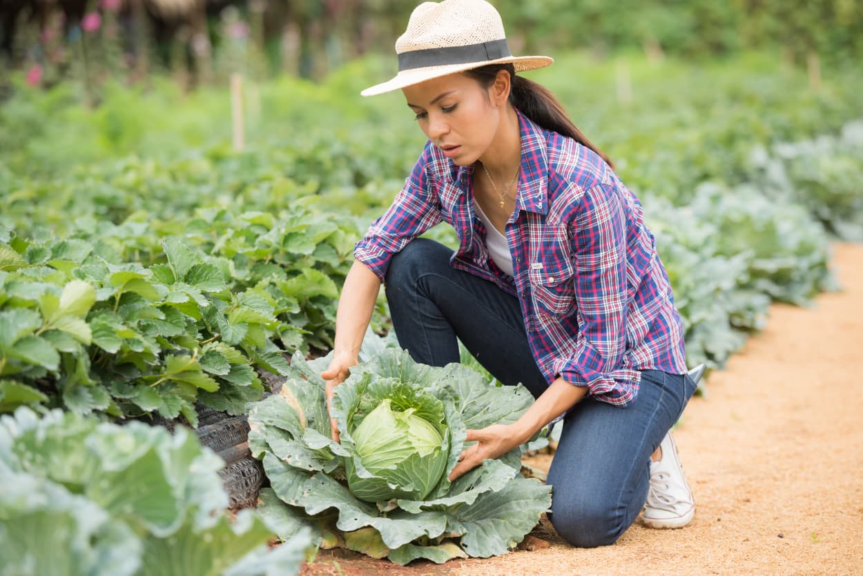 SAYUR-SAYURAN: Kenaikan nilai tukar petani tertinggi terjadi pada kelompok sayur-sayuran untuk subsektor hortikultura.