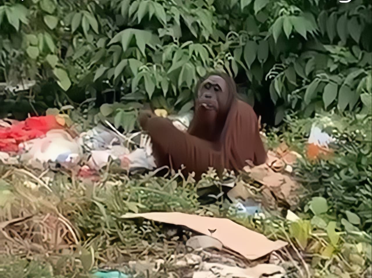 Seekor orangutan terlihat mengais sampah di pinggir jalan poros Bengalon&ndash;Muara Wahau, Kutim.  &nbsp;    &nbsp;