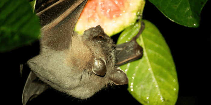 Langkah-Langkah Mencegah Virus Nipah