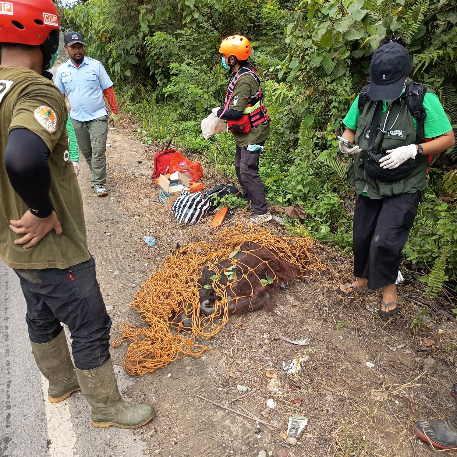 Penyelamatan orang utan dilakukan oleh tim BKSDA Kaltim bersama sejumlah mitra untuk selanjutnya dilepasliarkan.
